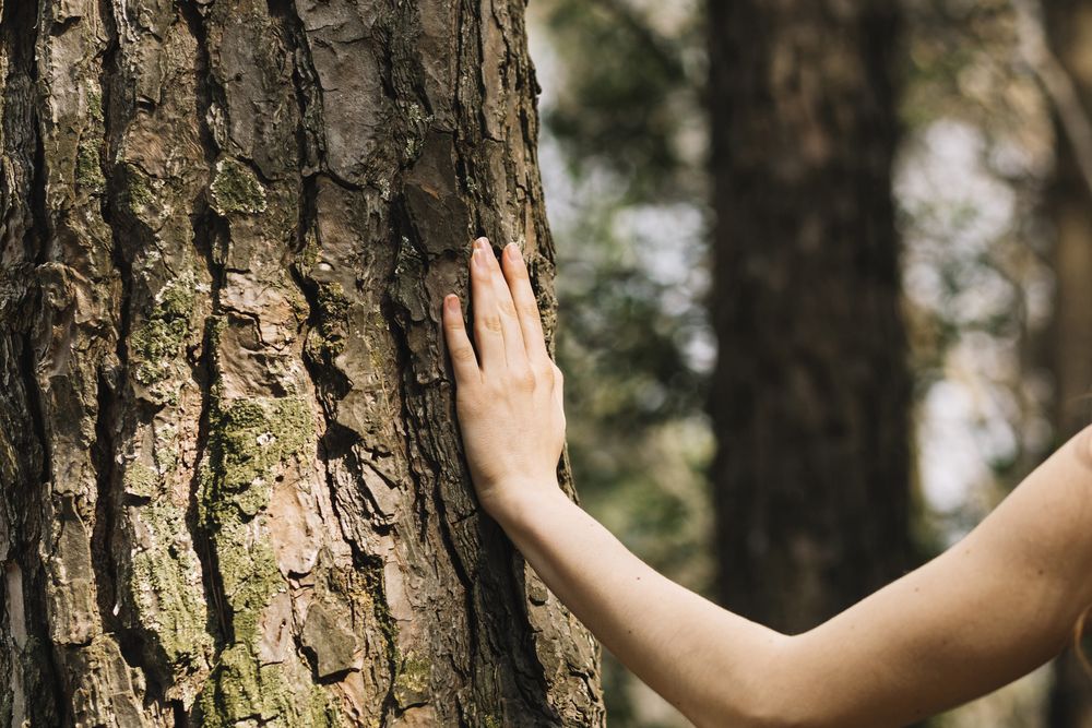 Sensibilisation à la Déforestation - Optons pour le Bois Local ! 🌳🌍